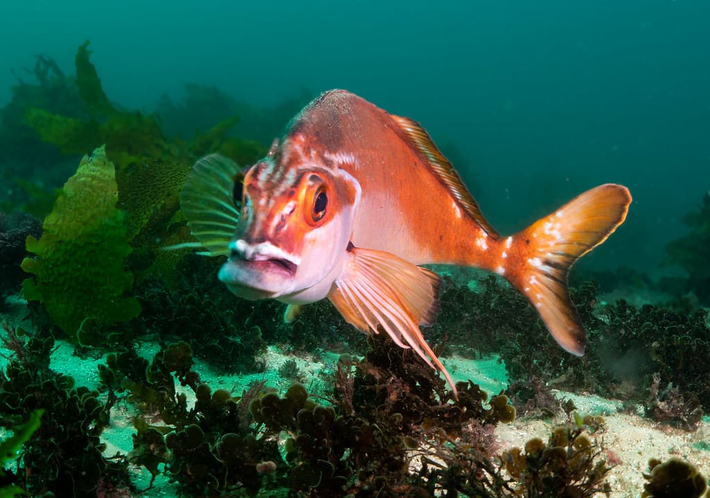 Red morwong Cheilodactylus fuscus #marineexplorer
