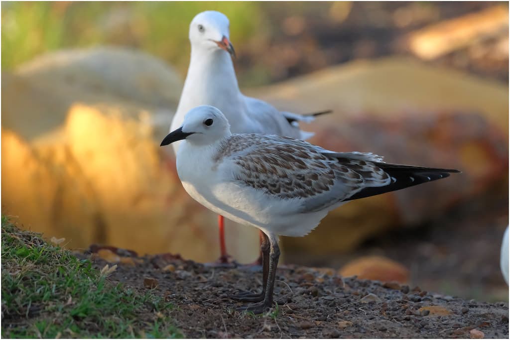 Silver Gull (Larus novaehollandiae) (40 centimetres) - Nightcliff, Darwin Harbour, Northern Territory, Australia (immature bird in foreground, adult in rear)