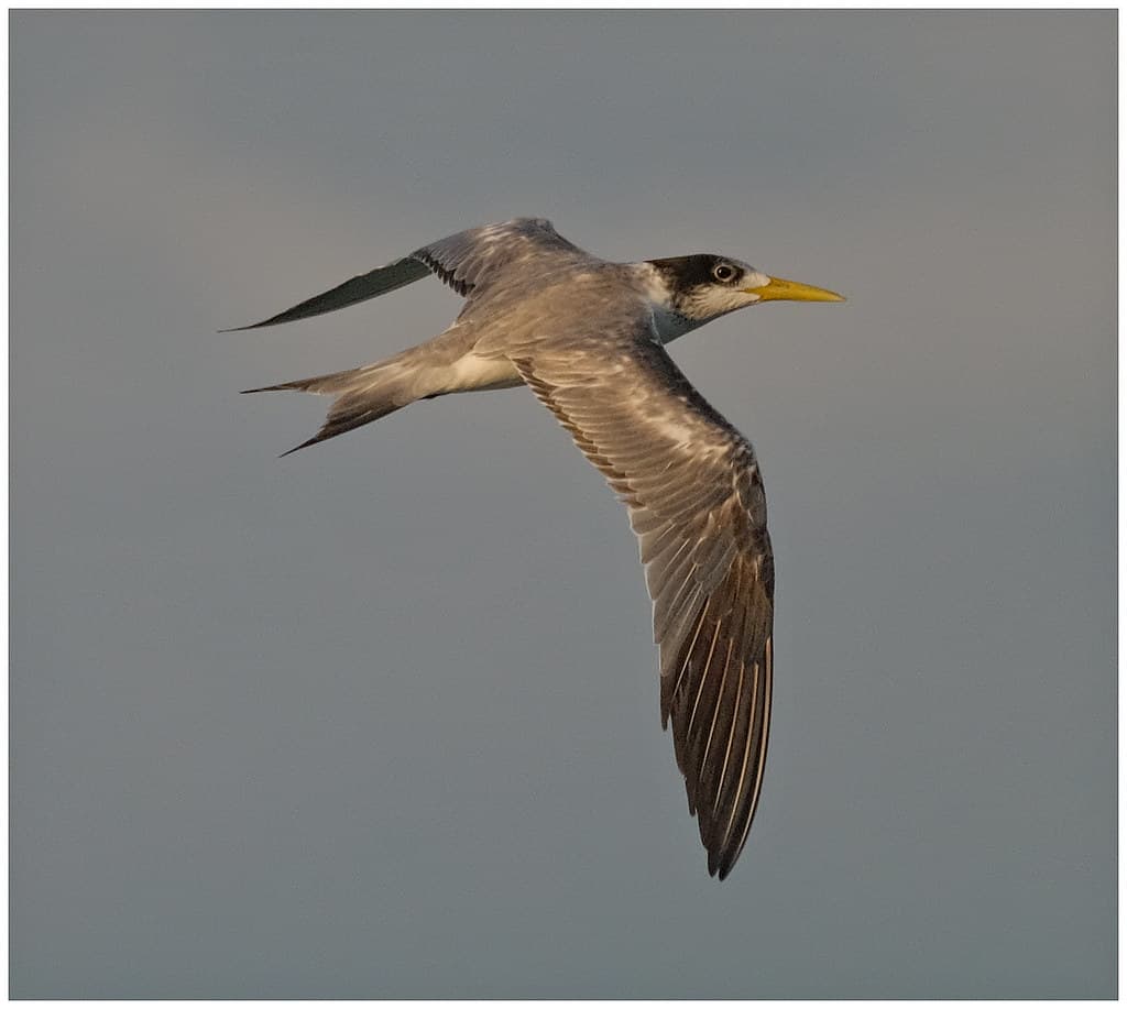 Crested Tern (Thalasseus bergii) (40 – 50 centimetres) - Nightcliff, Darwin Harbour, Northern Territory, Australia