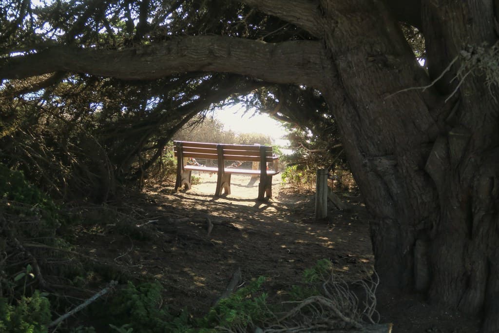 A Bench - Moonstone Beach, Cambria