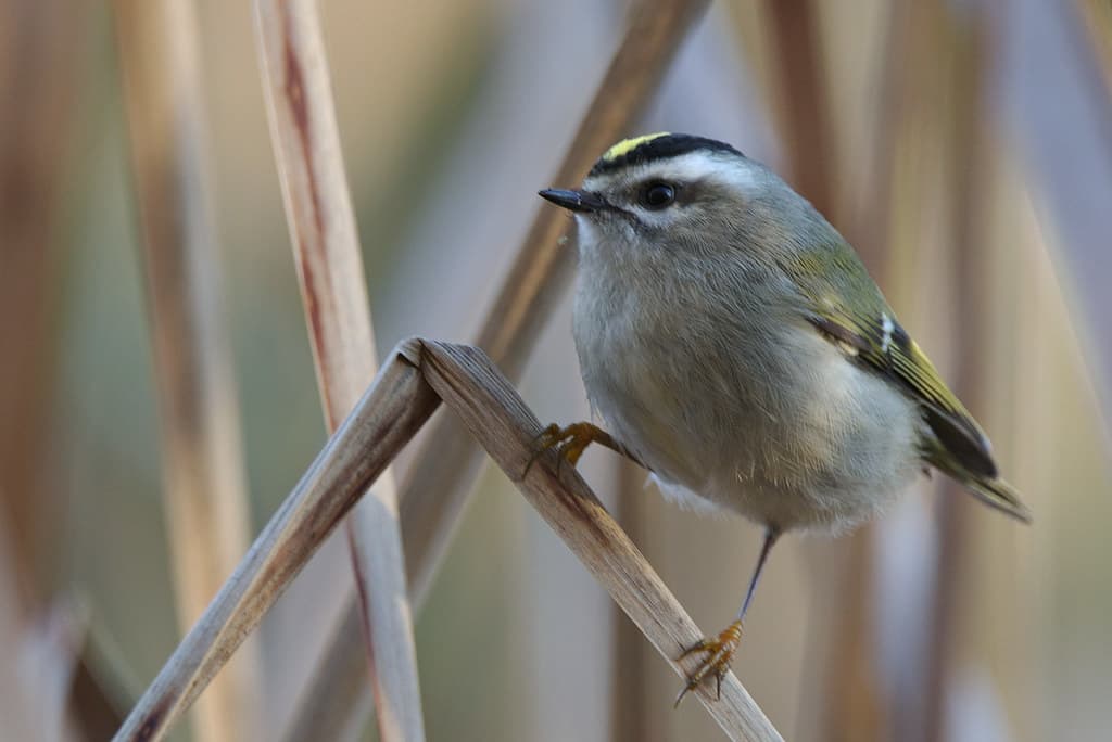 Golden-crowned Kinglet