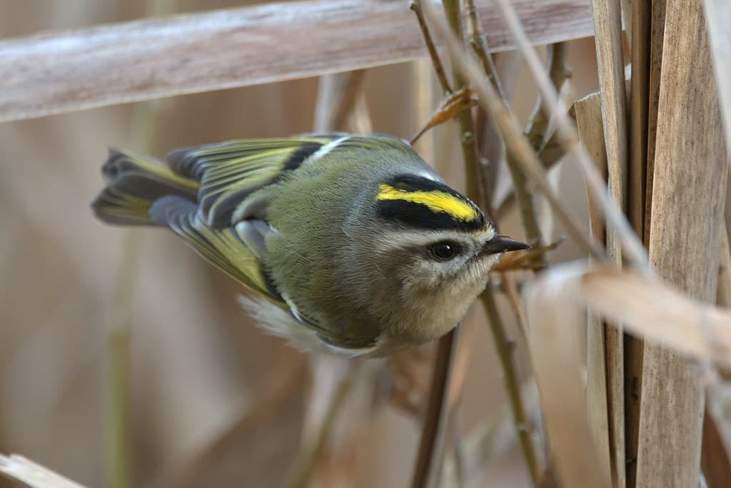 Golden-crowned Kinglet