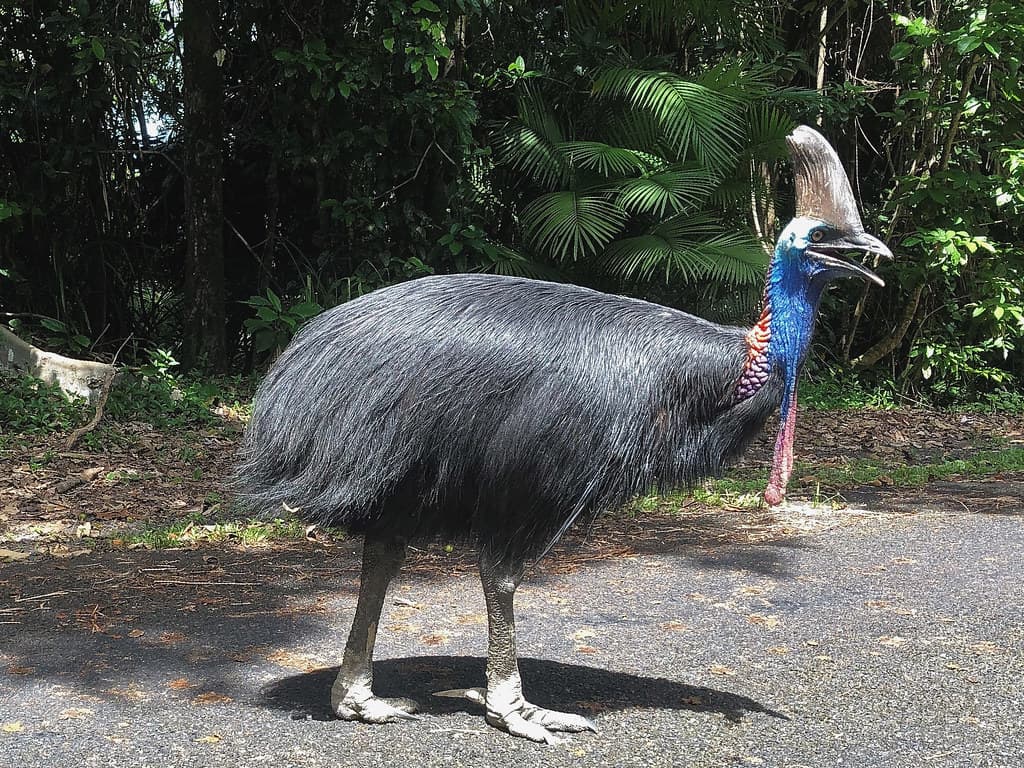 IMG_0681 Wild Cassowary at Etty Bay