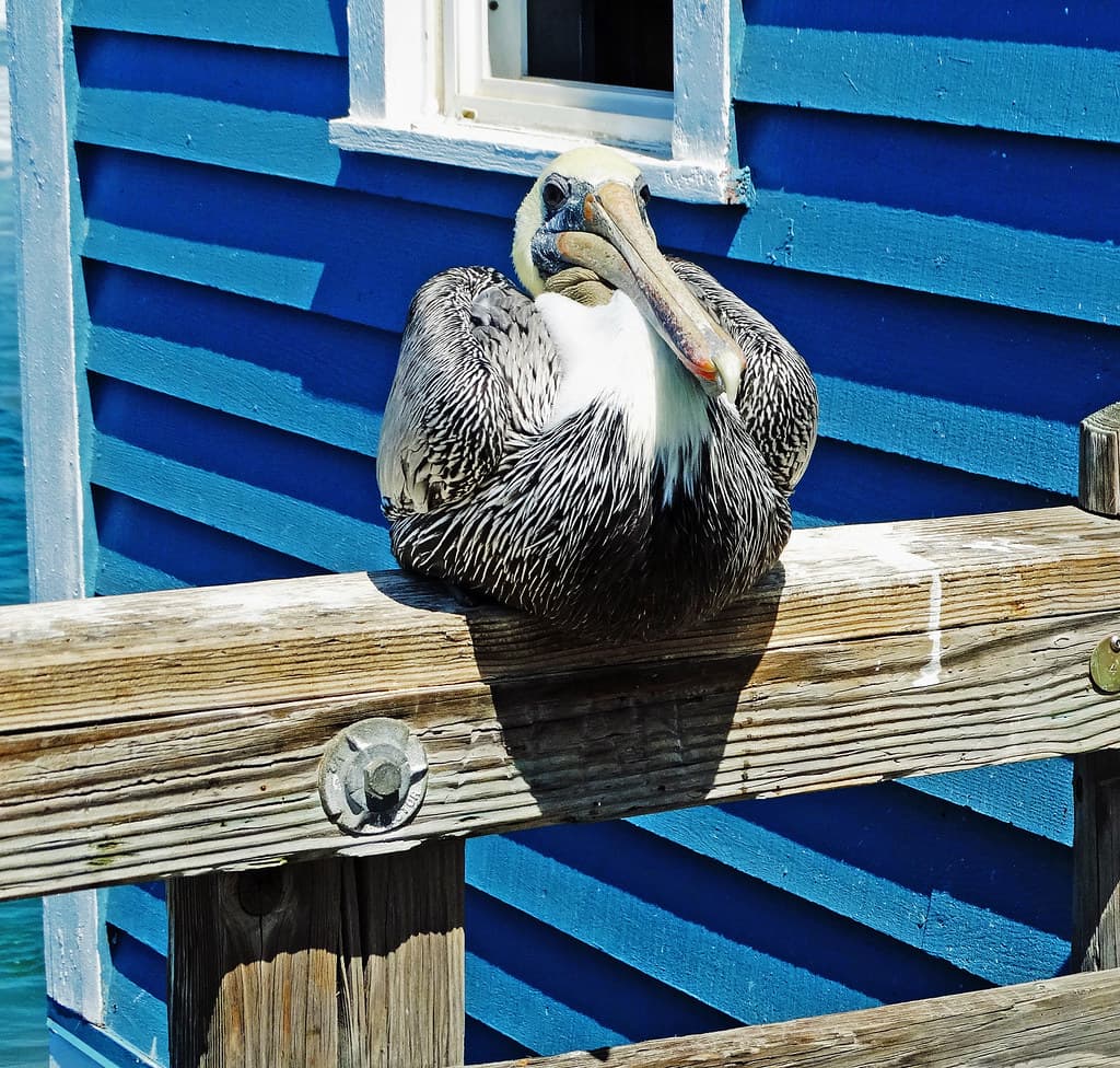 You lookin' at me?, Pelican at Oceanside Pier, CA 9-19