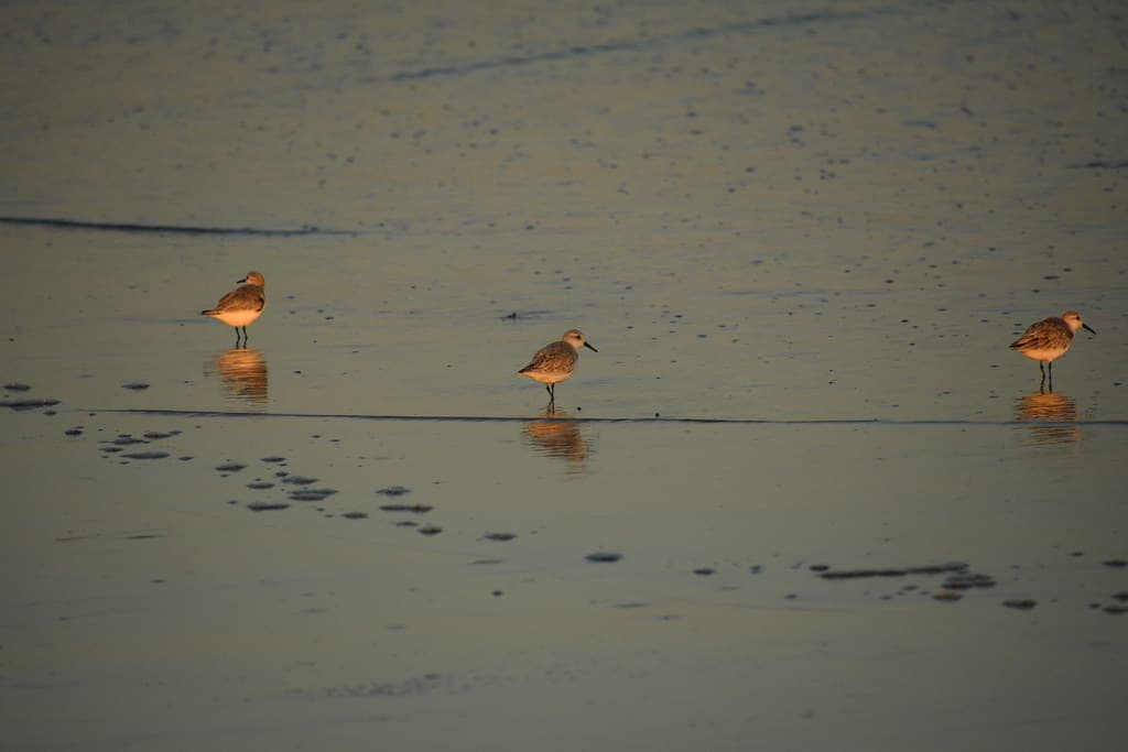 Three Sanderlings Waiting on the Beach