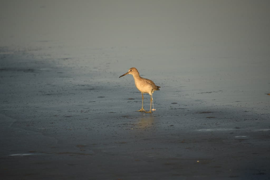 Kiawah Beachwalker Park