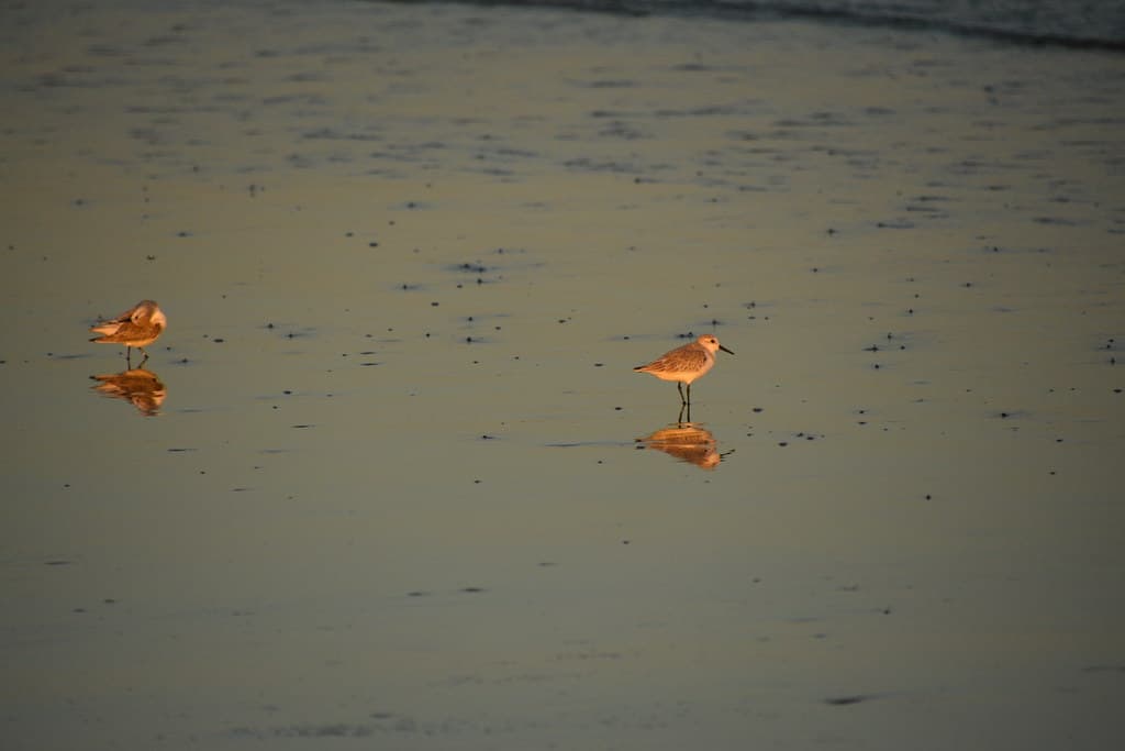 Two Sanderlings Waiting on the Beach
