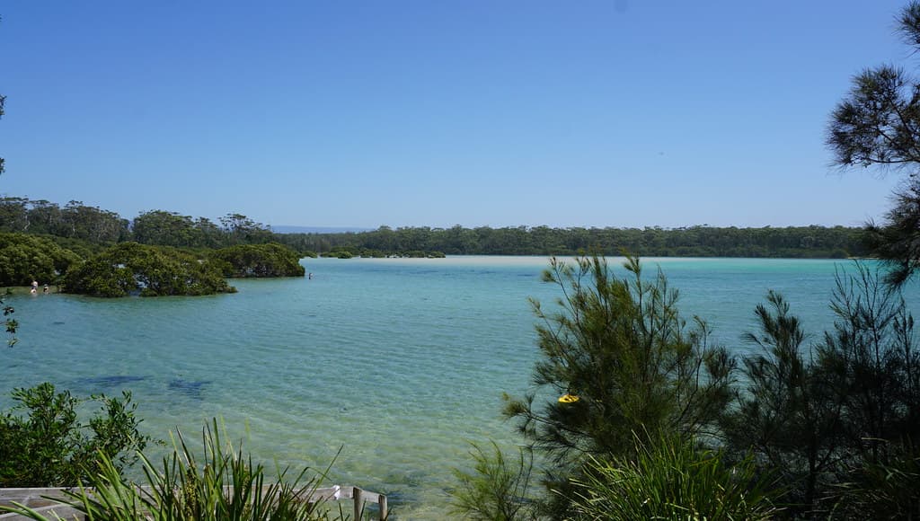 Narrawallee Inlet mangroves