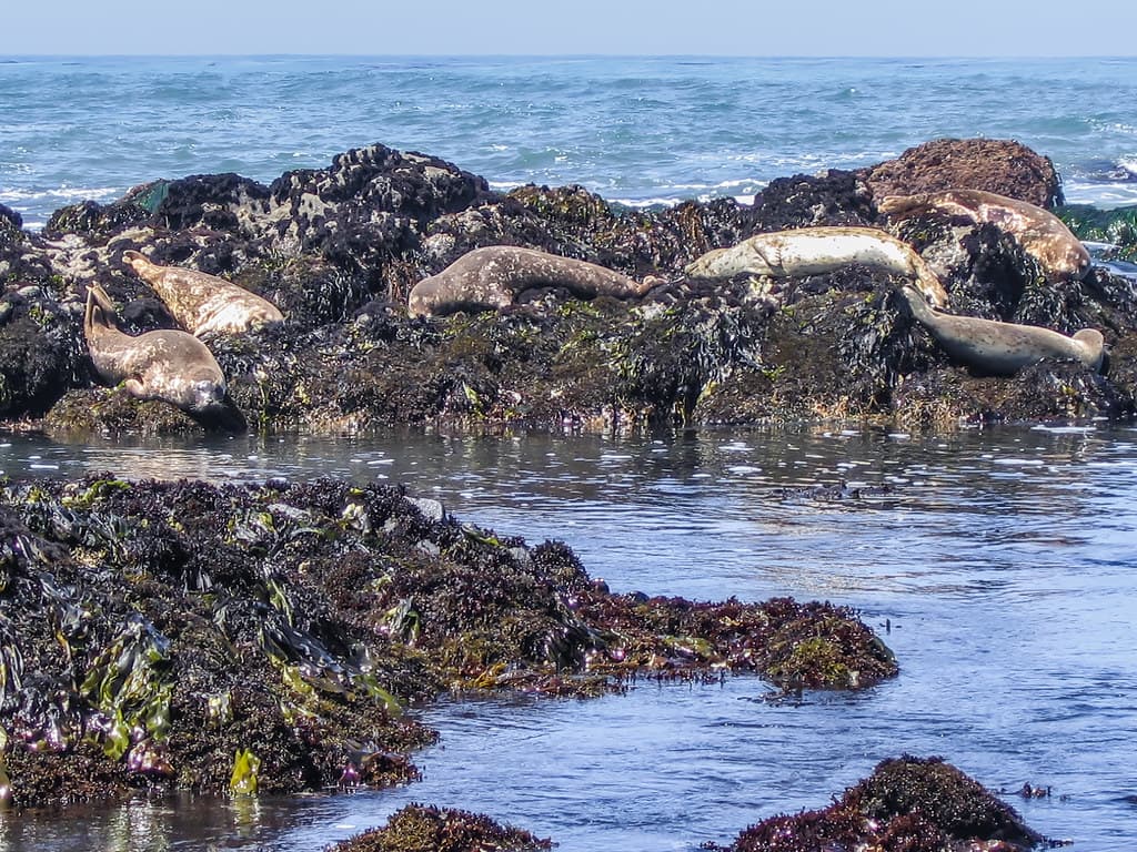 Moonstone Beach 2006 06 18 02