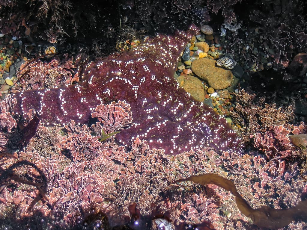 Moonstone Beach 2006 06 18 04