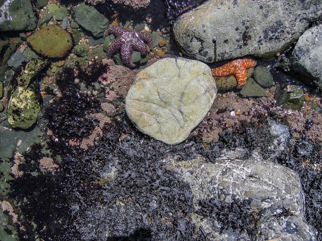 Moonstone Beach 2006 06 18 05
