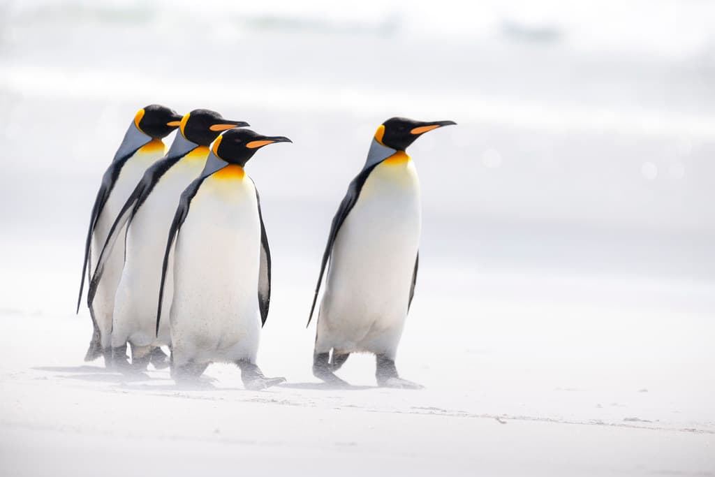 King Penguins