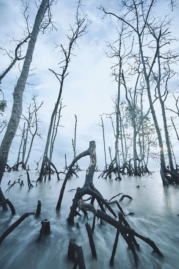 Dead trees
