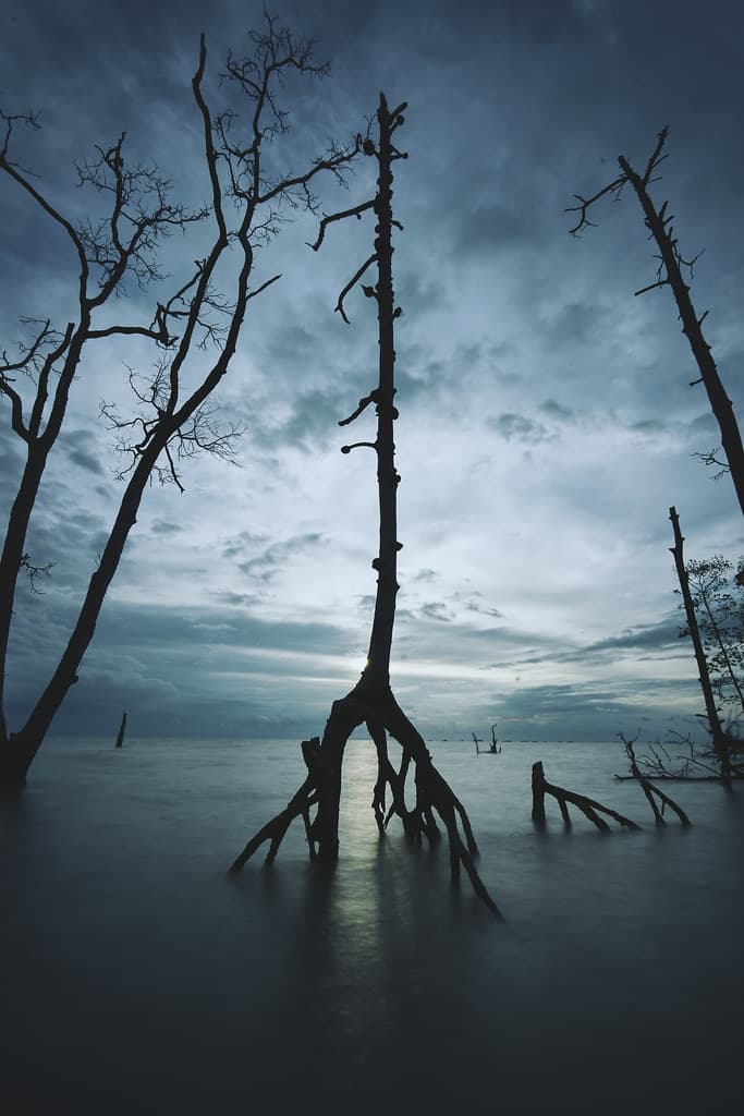 Dead trees