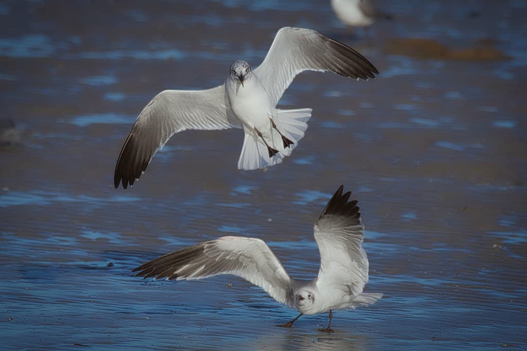 Laughing Gulls on Final Approach