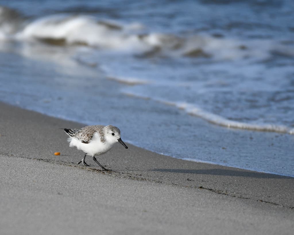 Cape Henlopen State Park Beach