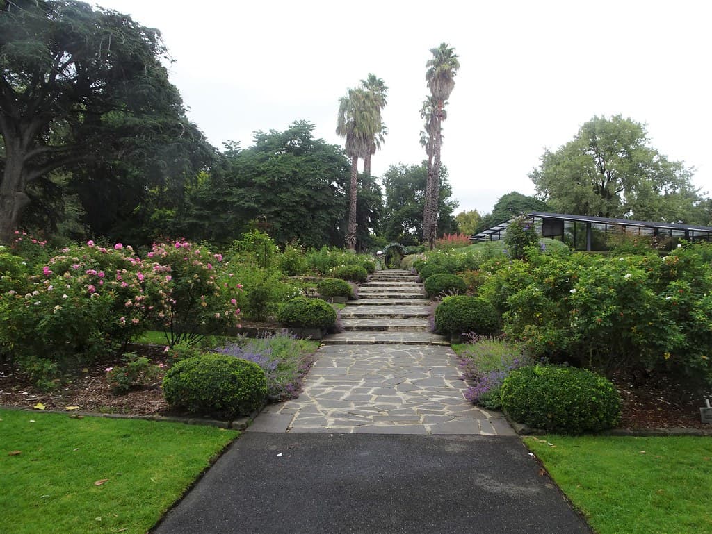 Geelong Botanic Gardens. The rose garden in summer.