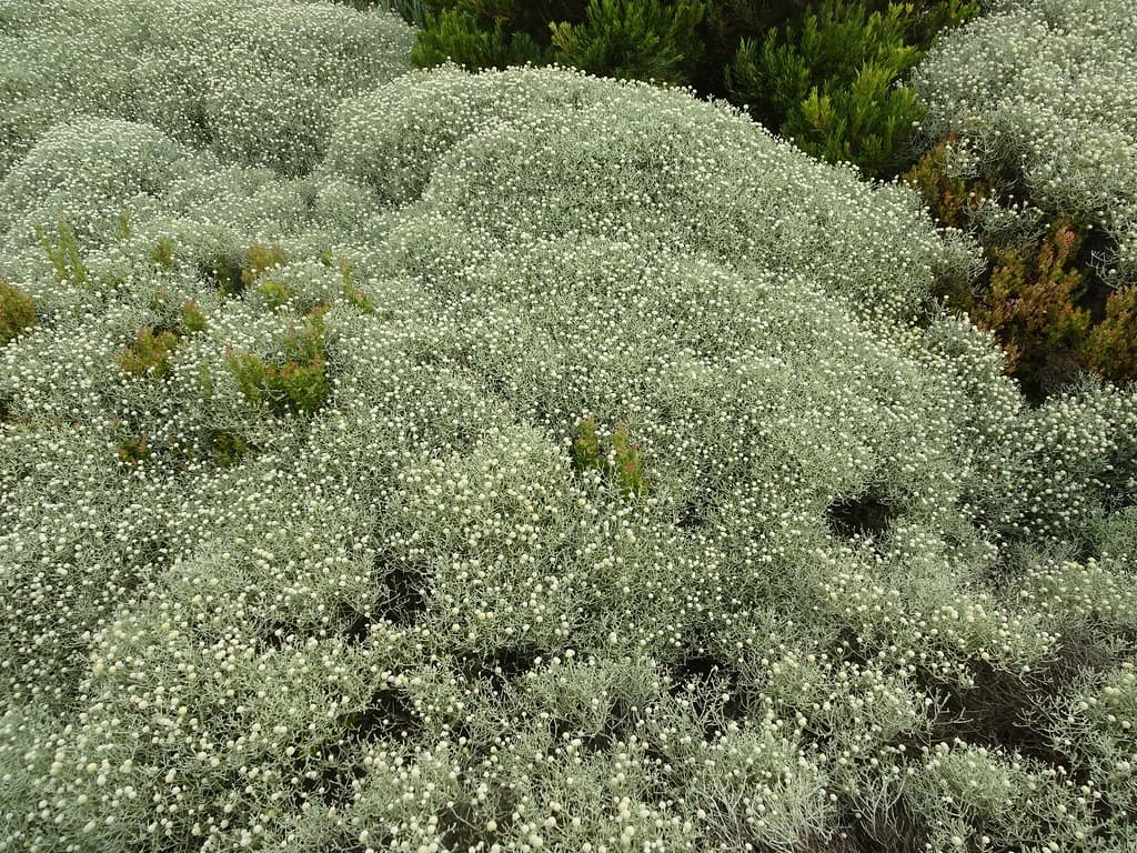 Great Ocean Road. Australian native coastal plant flowering along the Great Ocean Road.