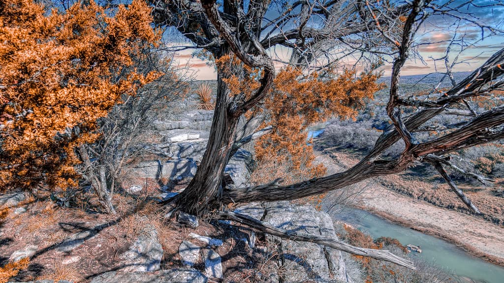Cedar Tree Above Colorado River