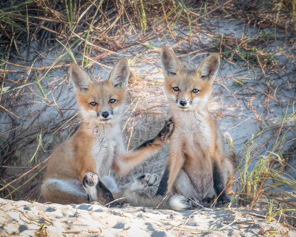 4-Laurie L. Schaerer-Fox Kits on Dauphin Island, AL