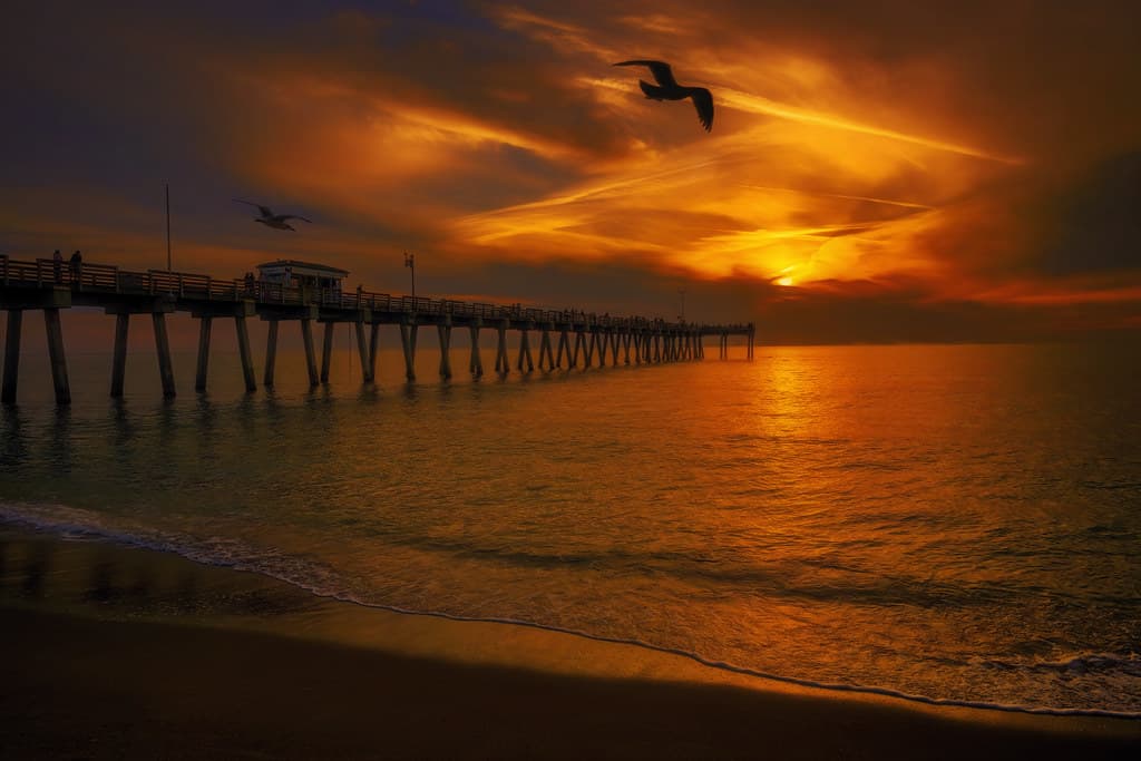 Gulls flying overhead at the Venice Fishing Pier at sunset