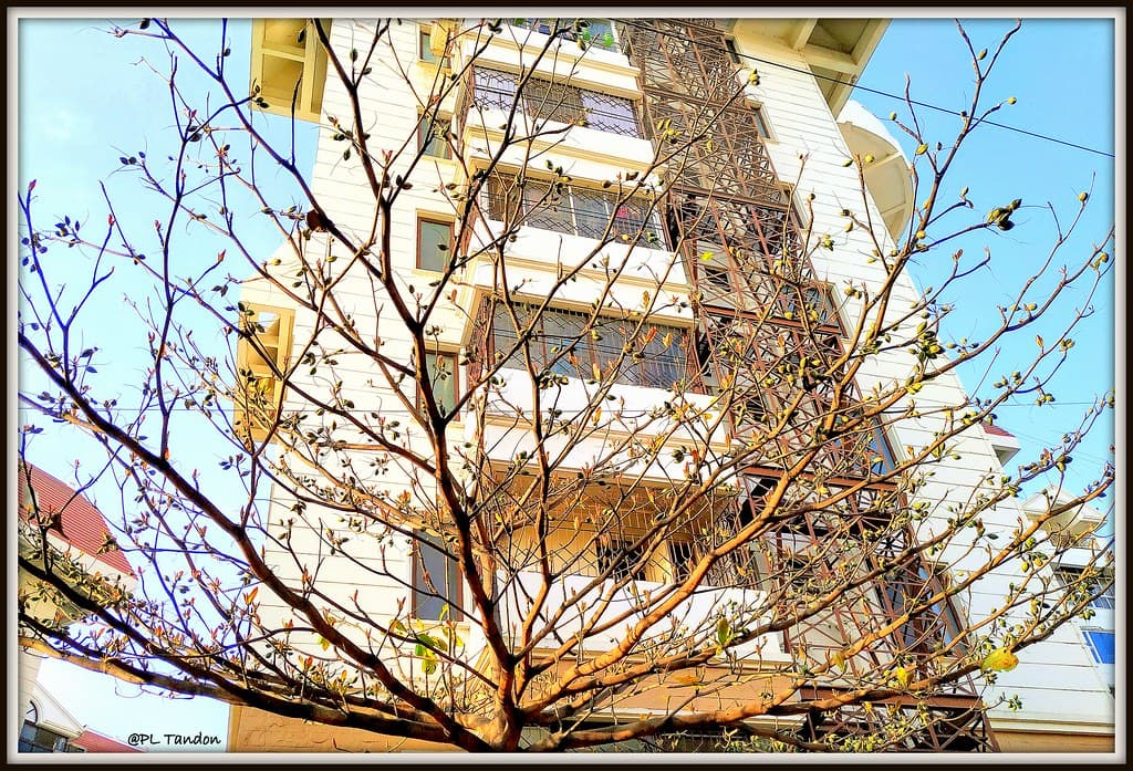 Tropical Almond, Terminalia catappa