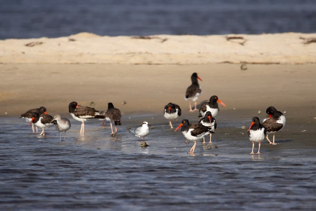 American oystercatcher