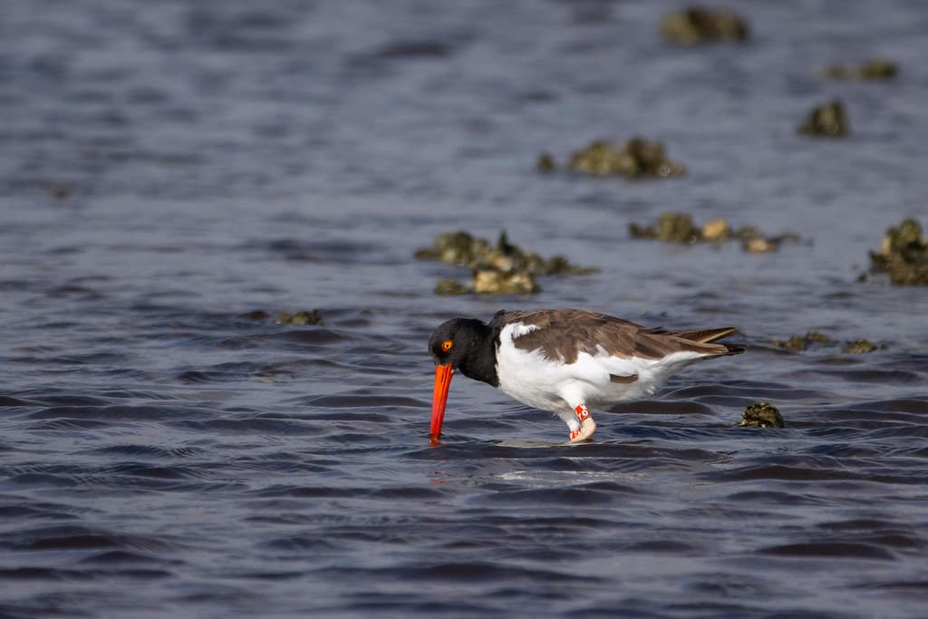 American oystercatcher