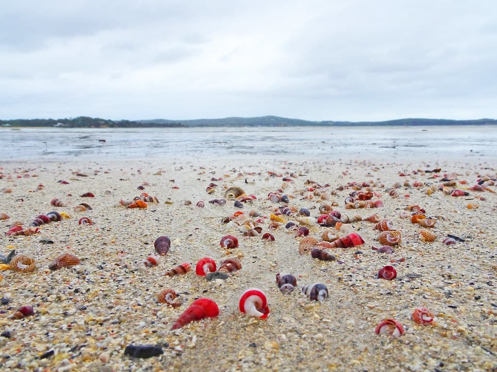 Rainy day seashells