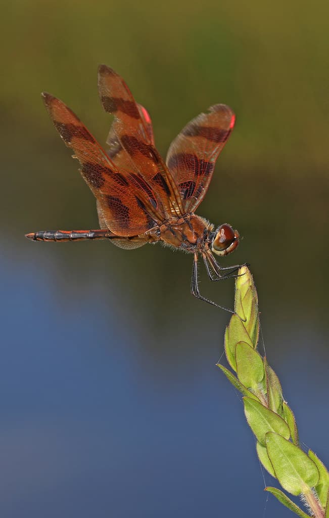 Halloween Pennant - Celithemis eponina, First Landing State Park, Virginia Beach, Virginia, August 13, 2020