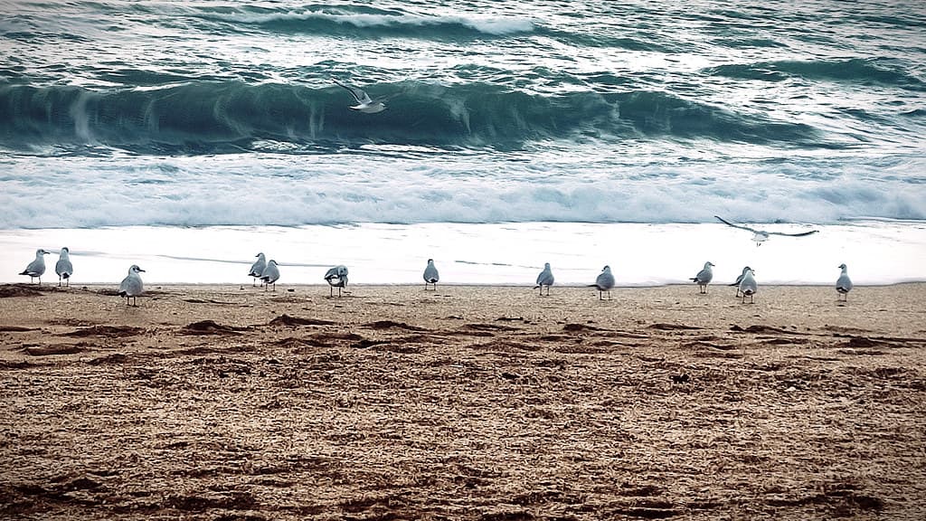 Berehove Beach — photo by Art (RUS) Potosi