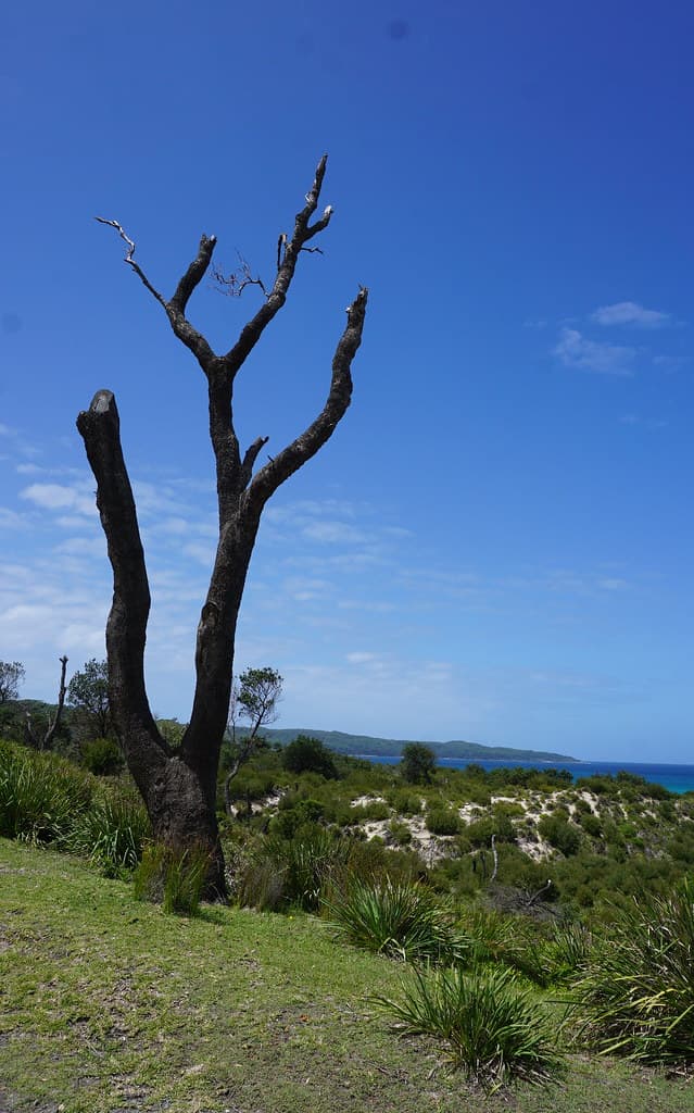 Trees die standing up!