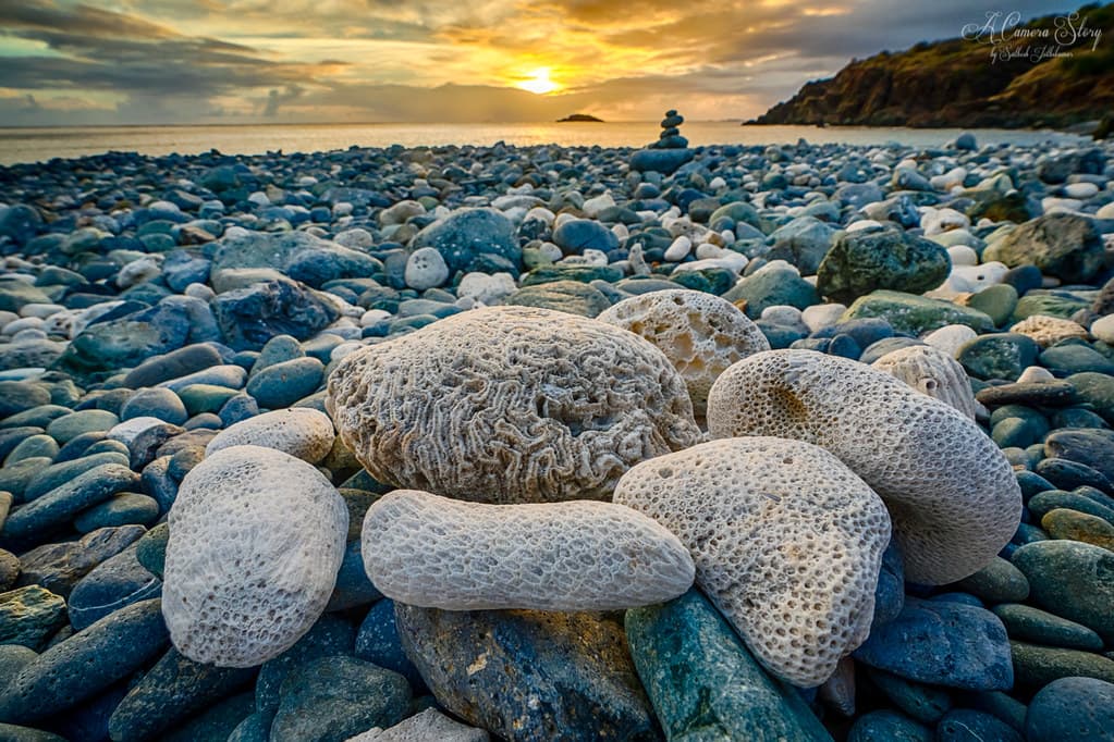 Coral Dreams