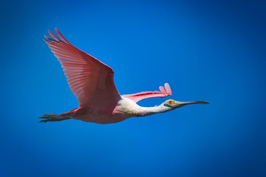 Roseate Spoonbill.  -   platalea ajaja