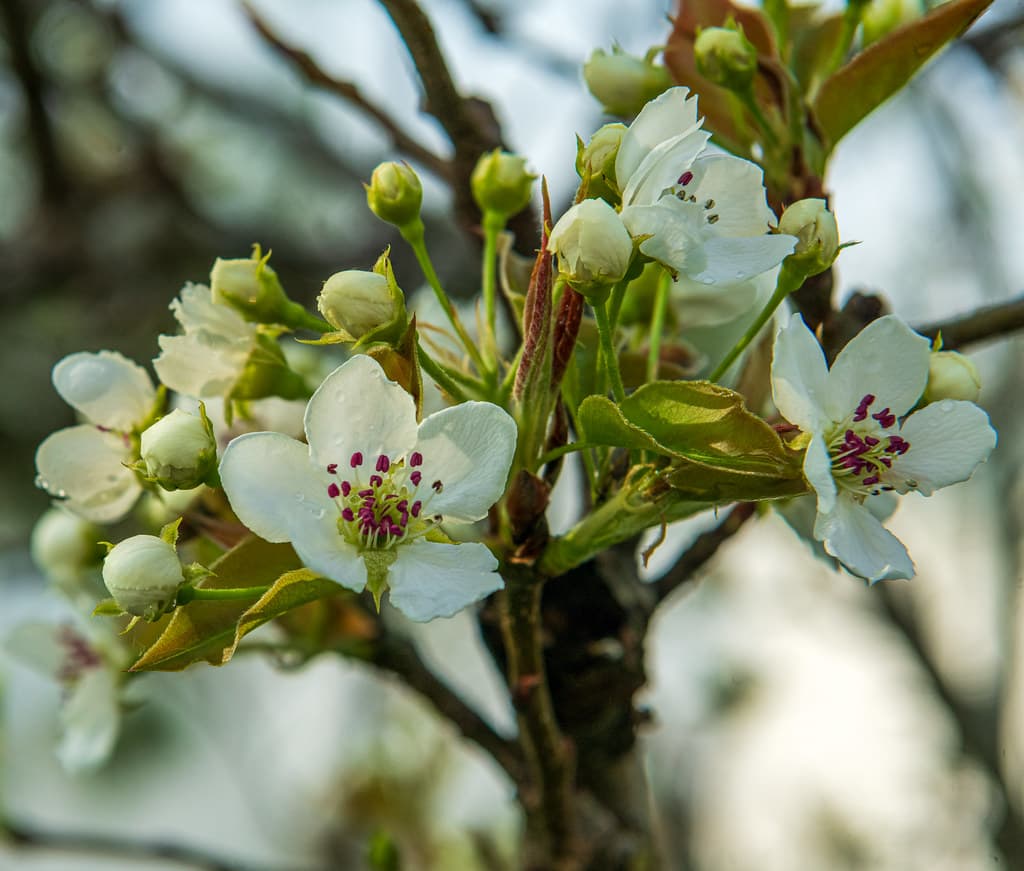 March 2021 buds FS2-2