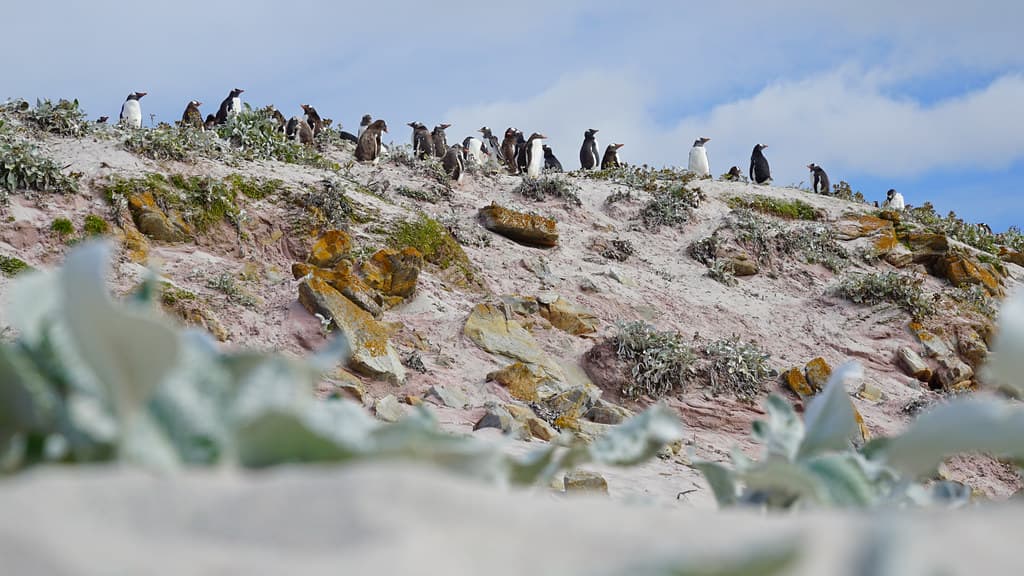 Gentoo colony