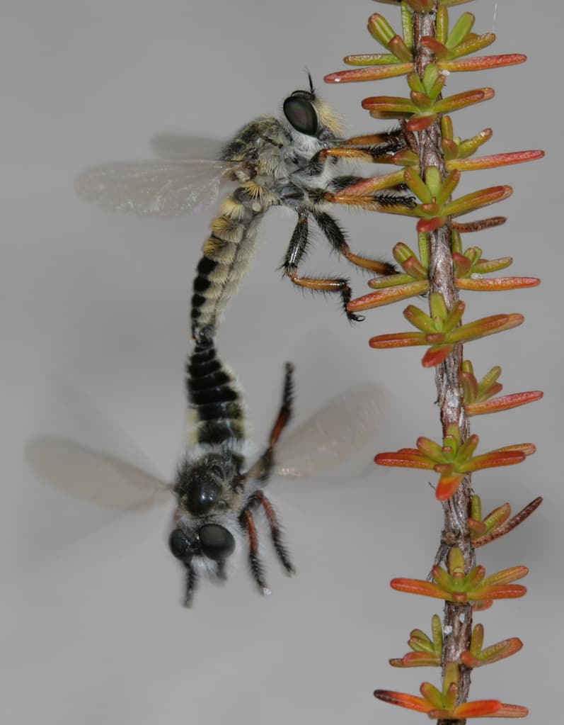 Mating Megaphorus
