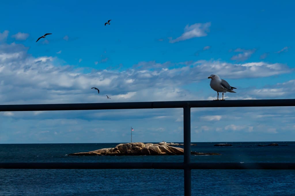 Sea Gull aka Flying Rat