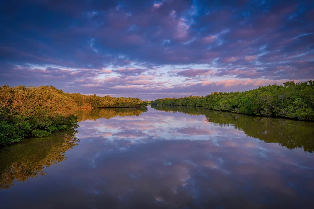Morning light and clouds reflected in the Bowman’s Beach Mangrove Canal, Sanibel Island, Florida