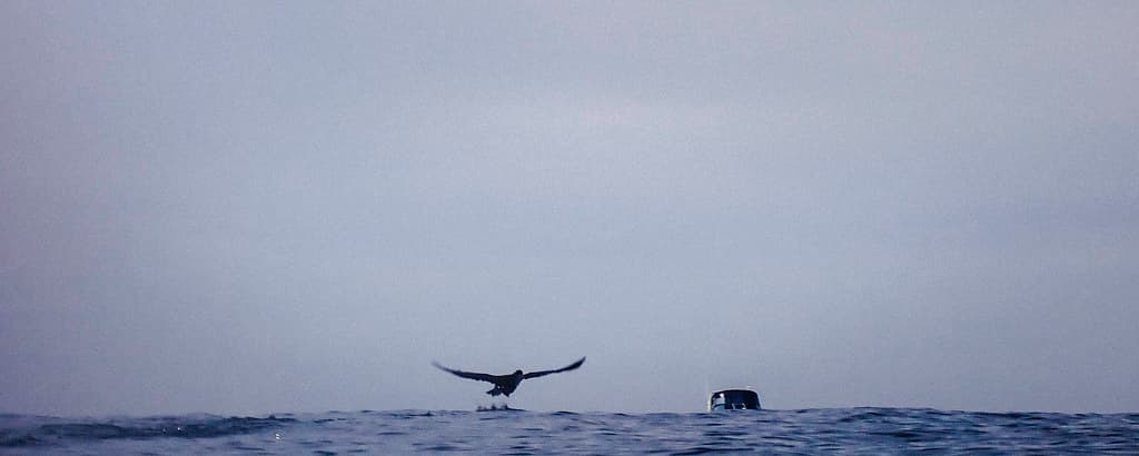 Take off, Bellerive Beach, Tasmania