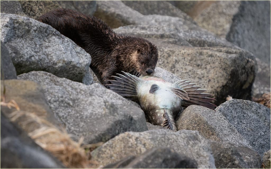 river otter