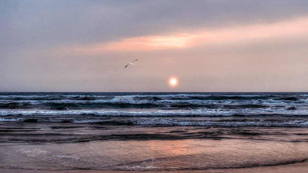 Seagull at Sunset - South Parde Island