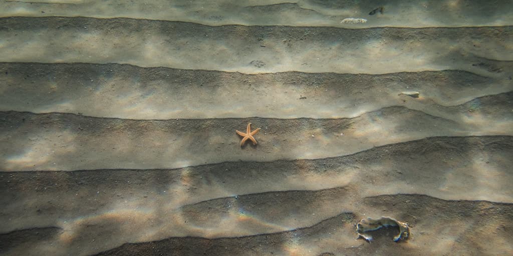 Lone starfish, Long Beach, Sandy Bay