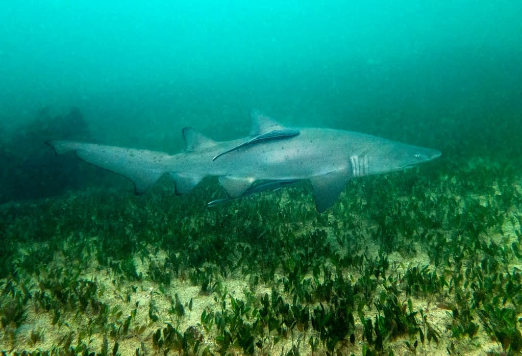 Grey nurse shark Carcharius taurus #marineexplorer
