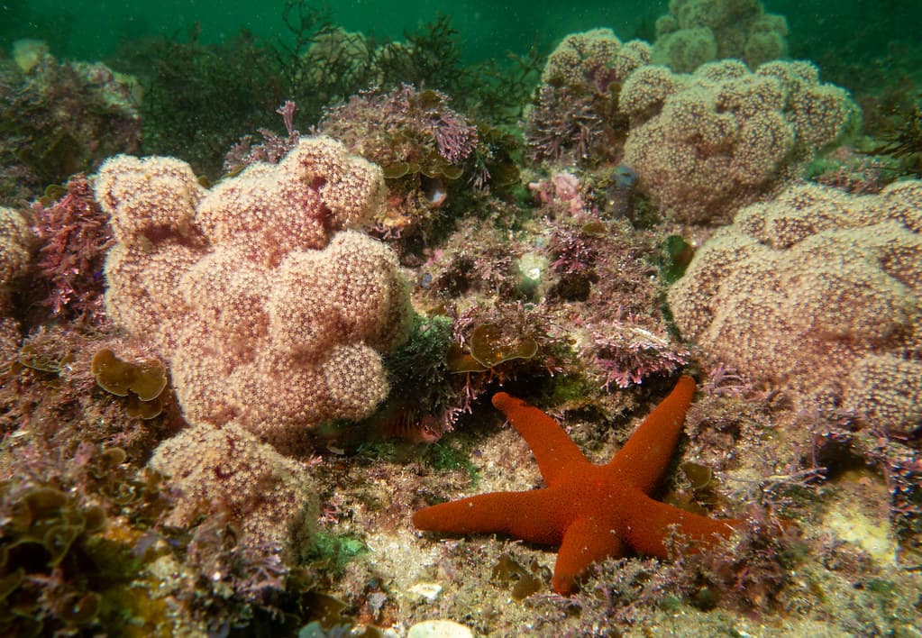 Sea star among soft corals