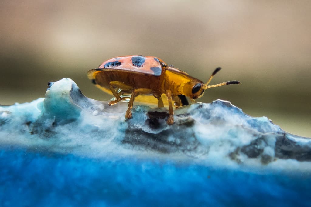 Little beastie up close, Newell Beach, Far North Queensland
