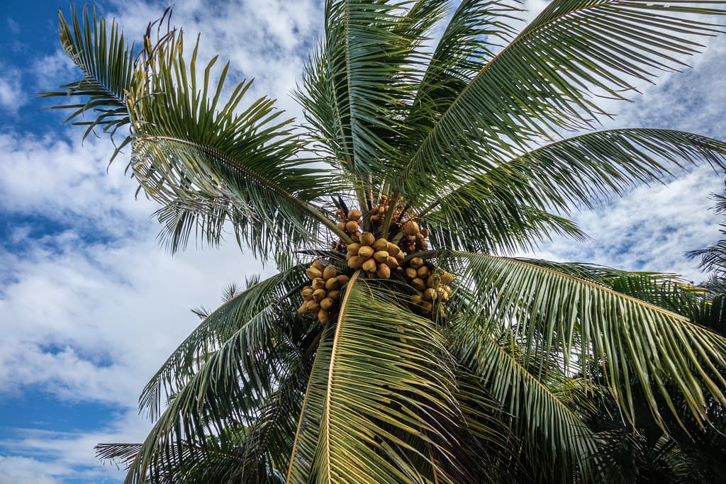 I've got a lovely bunch of coconuts, Newell Beach, Far North Queensland