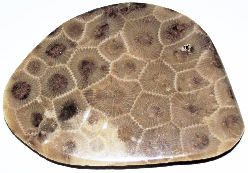 Hexagonaria percarinata (fossil coral) (Petoskey Stone) (Traverse Group, Middle Devonian; Michigan, USA) 6