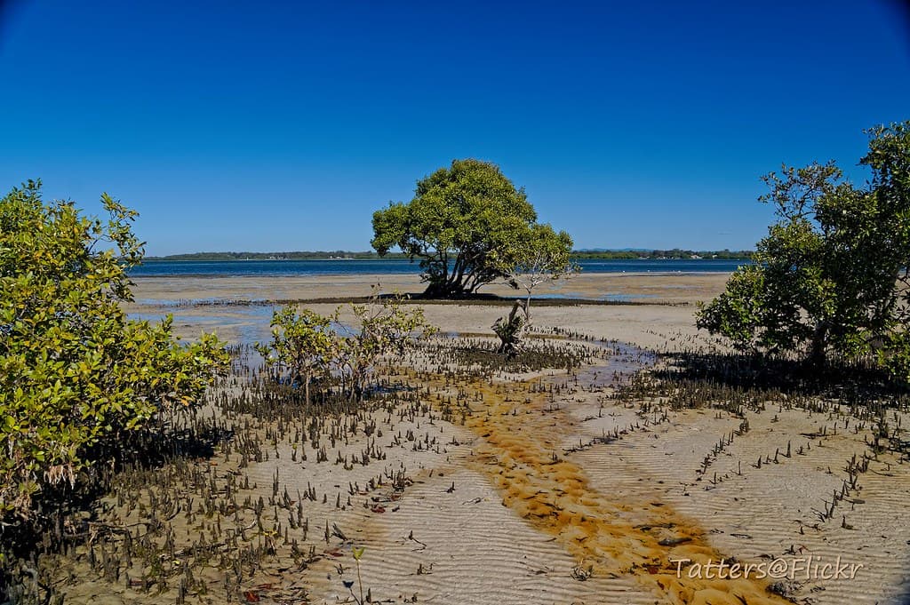 Beach in Bribie with mangroves