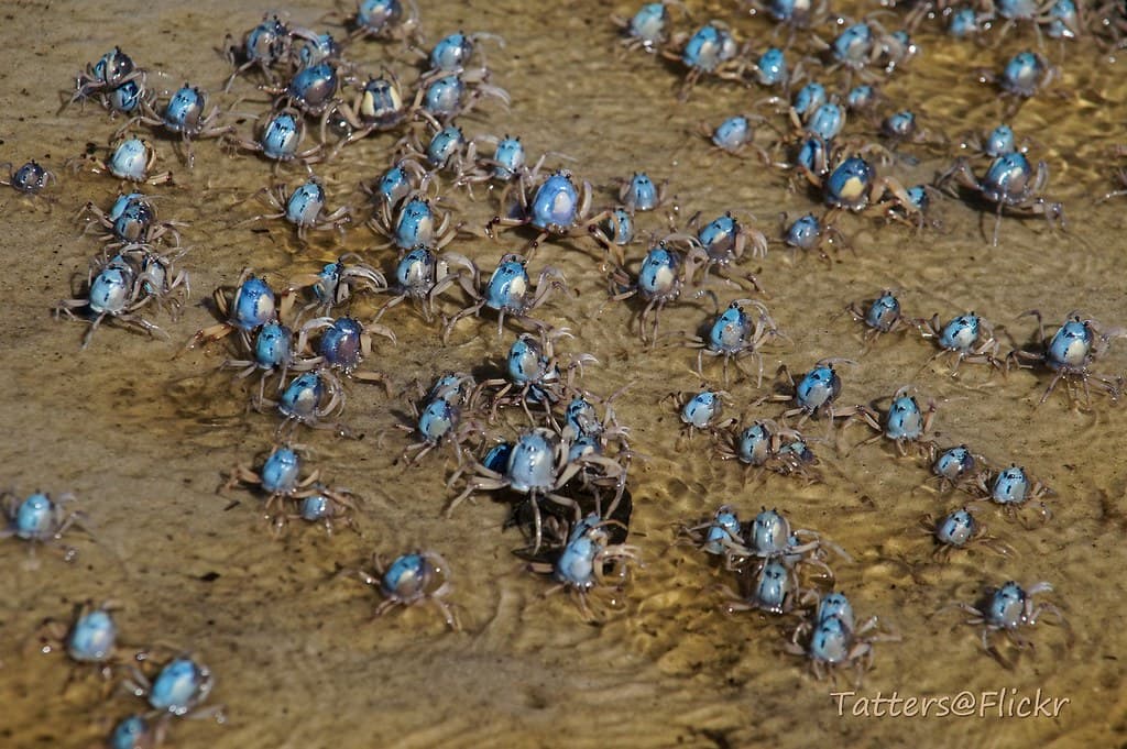 Soldier crabs